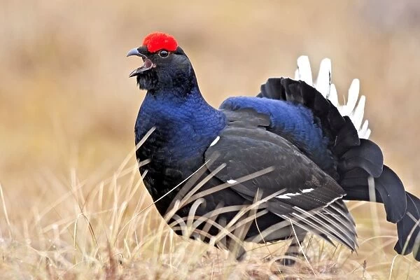 Black Grouse - male displaying in lek - calling - Sweden