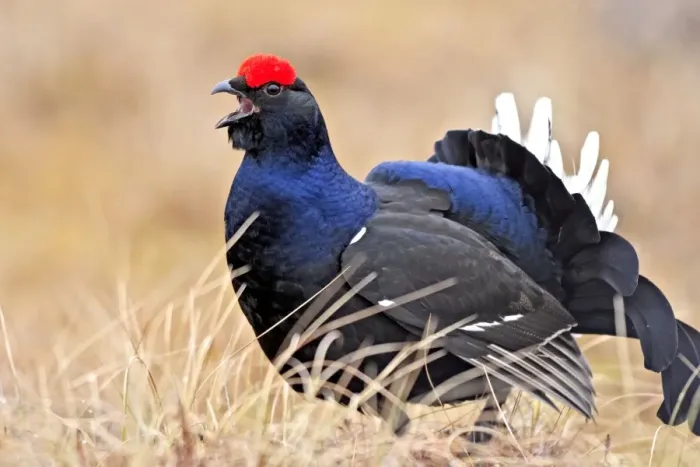 Framed Print : Black Grouse - male displaying in lek - calling - Sweden Framed Print : Black Grouse - male displaying in lek - calling - Sweden