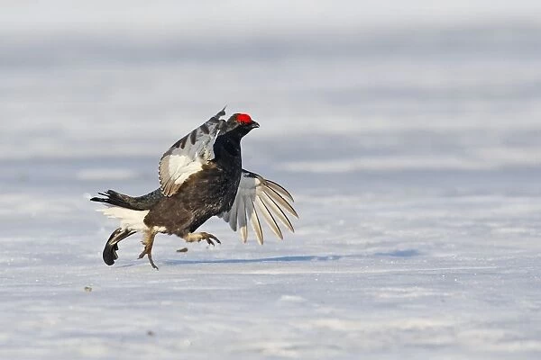 Black Grouse - male displaying in snow - Sweden
