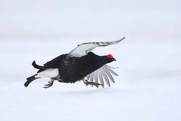 Black Grouse - male displaying in snow - Sweden