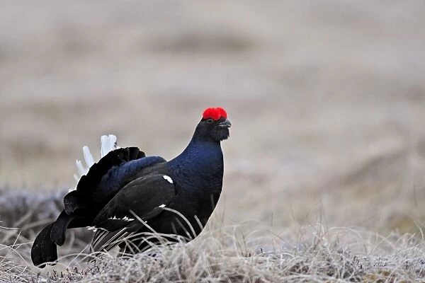 Black Grouse - male displaying - Sweden