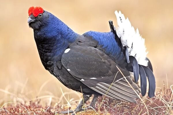 Black Grouse - male displaying - Sweden