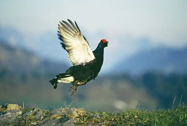 Black Grouse - male displaying - Swiss Alps