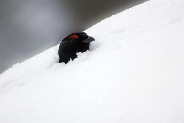 Black Grouse-male emerging from snow chamber, to retain body temperature in winter, Bavaria, Germany