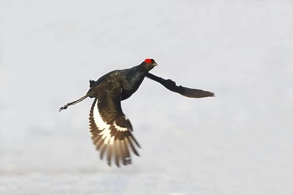 Black Grouse - male in flight over snow - Sweden