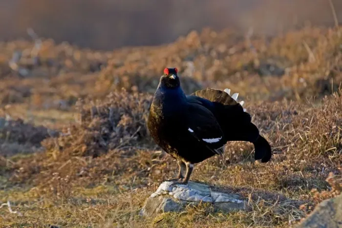 Framed Print : Black Grouse - Male on lek late evening light - on moorland -April - Scotland UK Framed Print : Black Grouse - Male on lek late evening light - on moorland -April - Scotland UK