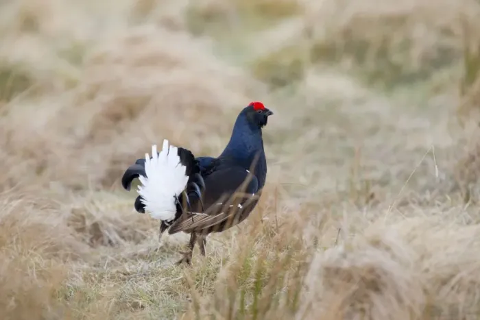 Framed Print : Black Grouse - male at lek site - Scotland, UK Framed Print : Black Grouse - male at lek site - Scotland, UK