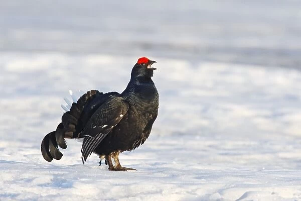 Black Grouse - male in snow calling - Sweden