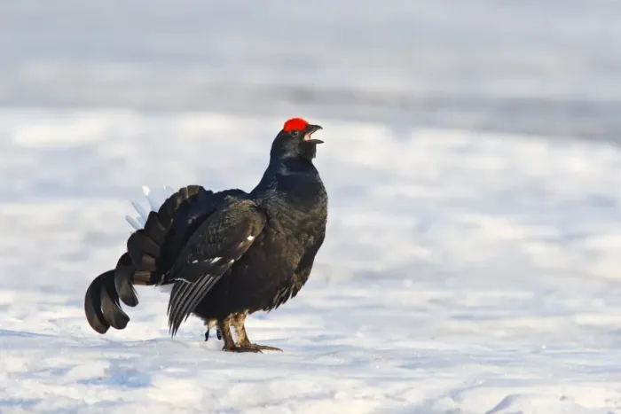Framed Print : Black Grouse - male in snow calling - Sweden Framed Print : Black Grouse - male in snow calling - Sweden