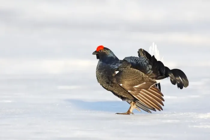 Framed Print : Black Grouse - male in snow - Sweden Framed Print : Black Grouse - male in snow - Sweden