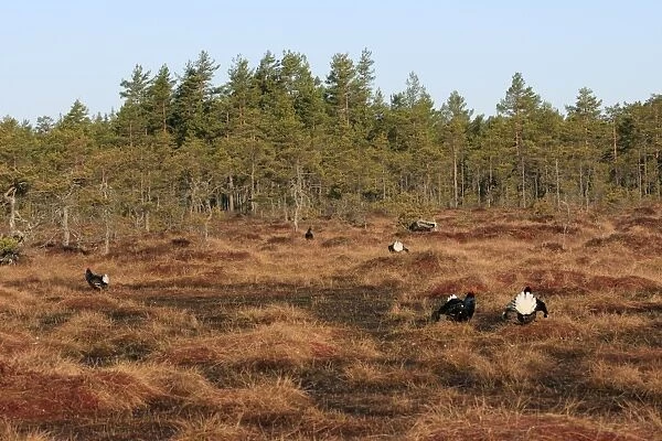 Black Grouse - males displaying in lek - Sweden