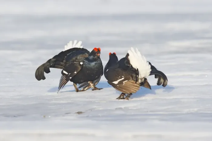Framed Print : Black Grouse - males displaying in snow - Sweden Framed Print : Black Grouse - males displaying in snow - Sweden
