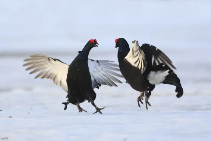 Framed Print : Black Grouse - males displaying in snow - Sweden Framed Print : Black Grouse - males displaying in snow - Sweden