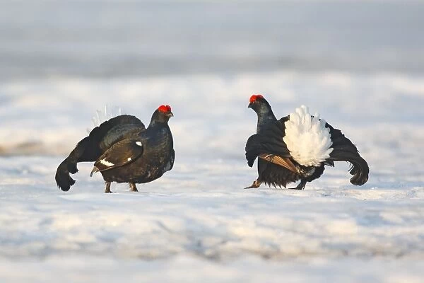 Black Grouse - males displaying in snow - Sweden