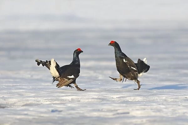 Black Grouse - males displaying in snow - Sweden