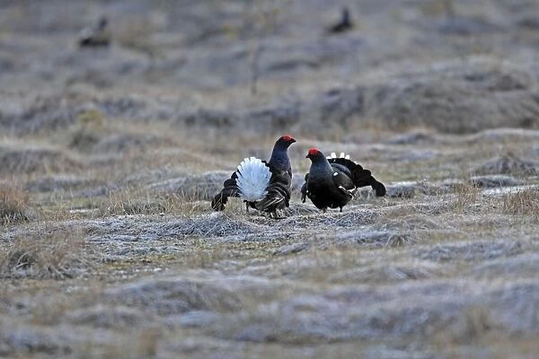 Black Grouse - males displaying - Sweden