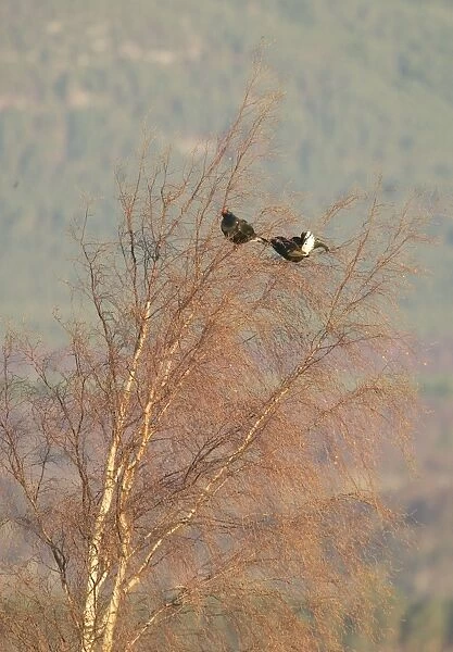 Black Grouse - Two males feeding on birch tree buds - April - Scotland UK