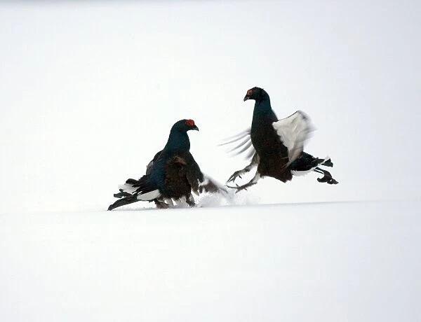 Black Grouse - Two males sparring in the snow- March 06 - Finland