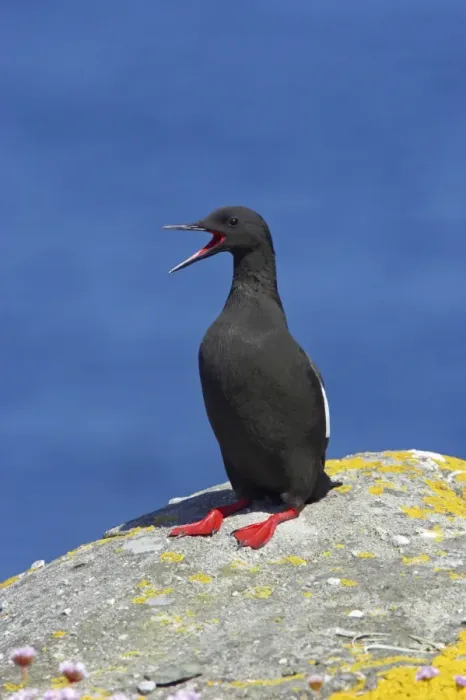 Framed Print : Black Guillemot - Calling Mousa Island, Shetland Islands, UK BI010265 Framed Print : Black Guillemot - Calling Mousa Island, Shetland Islands, UK BI010265
