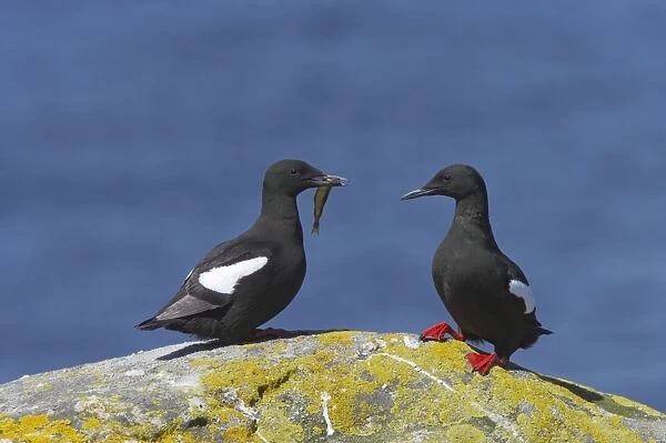 Black Guillemot - Courting pair with fish Mousa Island, Shetland Islands, UK BI010318