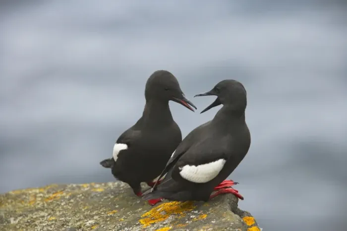Framed Print : Black Guillemot - Courting pair Mousa Island, Shetland Islands, UK BI010312 Framed Print : Black Guillemot - Courting pair Mousa Island, Shetland Islands, UK BI010312