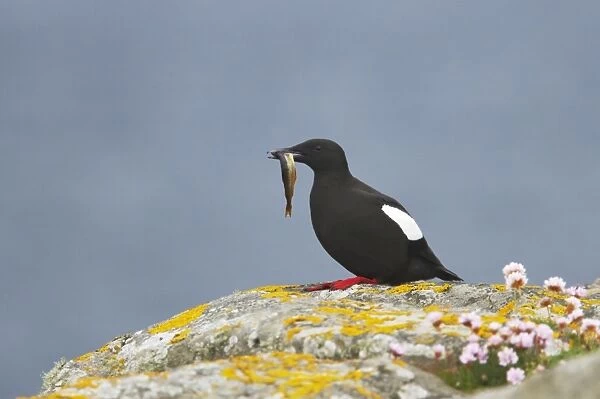 Black Guillemot - With fish Mousa Island, Shetland Islands, UK BI010280