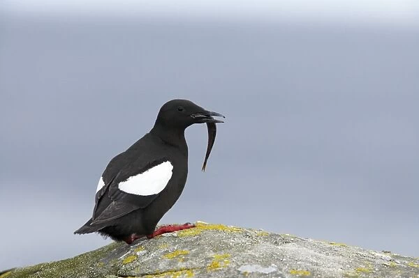 Black Guillemot - With fish Mousa Island, Shetland Islands, UK BI010293
