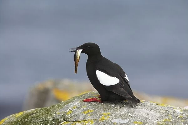Black Guillemot - With fish Mousa Island, Shetland Islands, UK BI010299