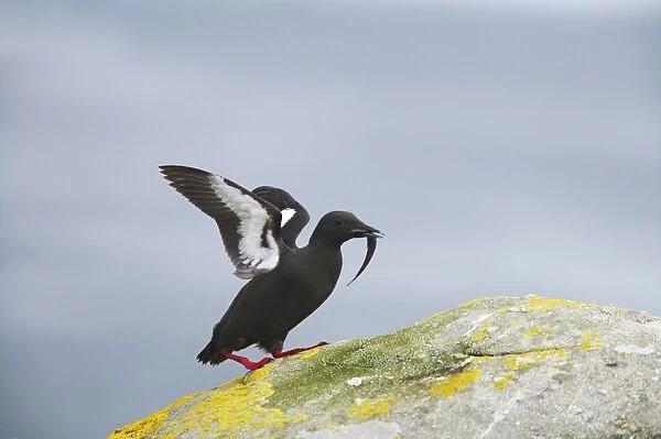 Black Guillemot - With fish Mousa Island, Shetland Islands, UK BI010304