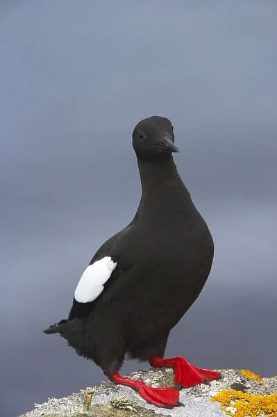 Black Guillemot Mousa Island, Shetland Islands, UK BI010296