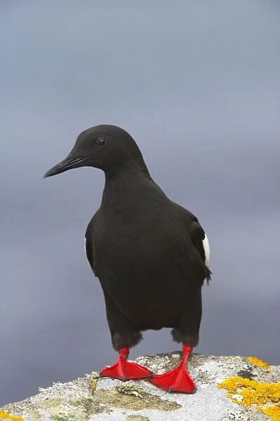 Black Guillemot Mousa Island, Shetland Islands, UK BI010297