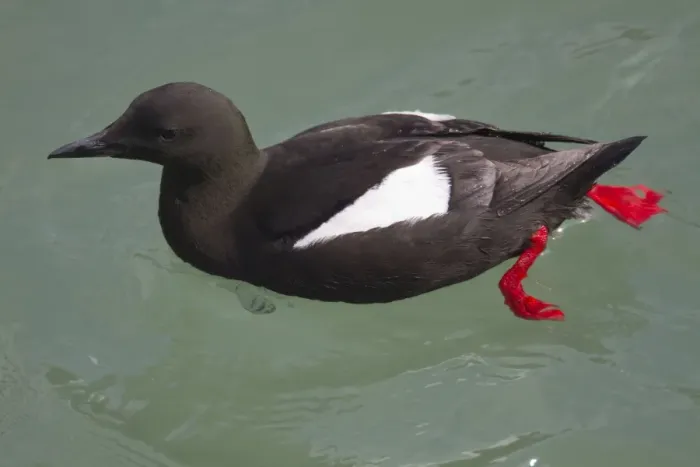 Framed Print : Black Guillemot - near Stranraer - Scotland - UK Framed Print : Black Guillemot - near Stranraer - Scotland - UK