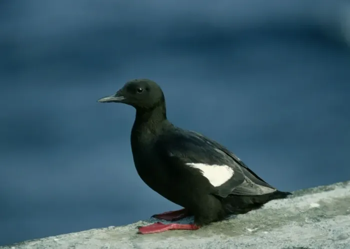 Framed Print : Black Guillemot - On rock Framed Print : Black Guillemot - On rock