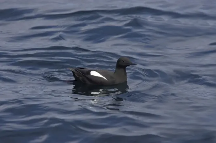 Framed Print : Black Guillemot - On sea Offshore of Fetlar, Shetland Islands, UK BI010249 Framed Print : Black Guillemot - On sea Offshore of Fetlar, Shetland Islands, UK BI010249