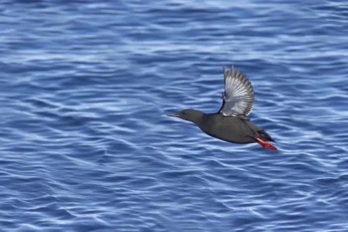 Framed Print : Black Guillemot - Taking off from sea Cepphus grylle Svalbard (Spitsbergen) Norway BI016796