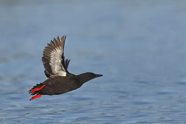 Black Guillemot  /  Tystie - in flight above water - Norway