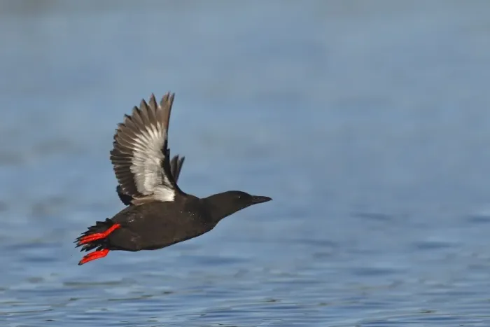 Framed Print : Black Guillemot  /  Tystie - in flight above water - Norway
