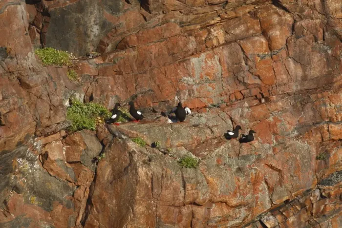 Framed Print : Black Guillemot / Tystie - nesting on rock edge Framed Print : Black Guillemot / Tystie - nesting on rock edge