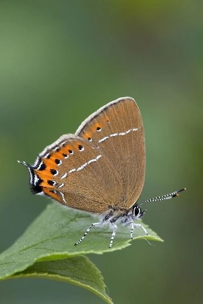 Black Hairstreak Butterfly - on Hawthorn - UK