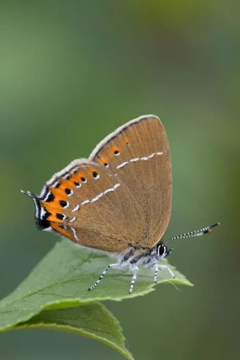 Framed Print : Black Hairstreak Butterfly - on Hawthorn - UK Framed Print : Black Hairstreak Butterfly - on Hawthorn - UK