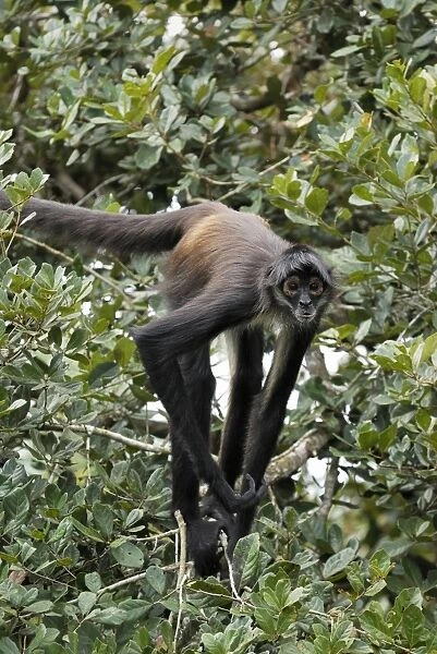 Black-handed Spider Monkey Belize