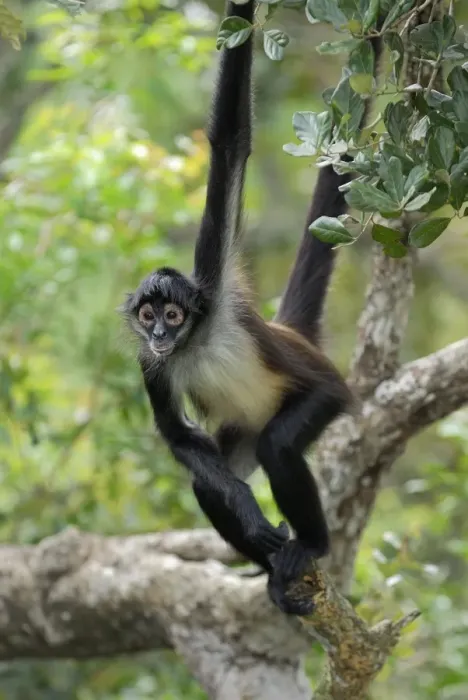 Framed Print : Black-handed Spider Monkey Belize Framed Print : Black-handed Spider Monkey Belize