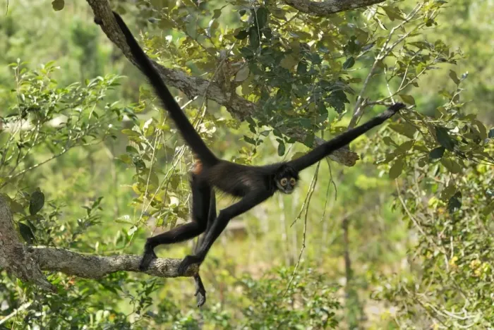 Framed Print : Black-handed Spider Monkey Belize Framed Print : Black-handed Spider Monkey Belize
