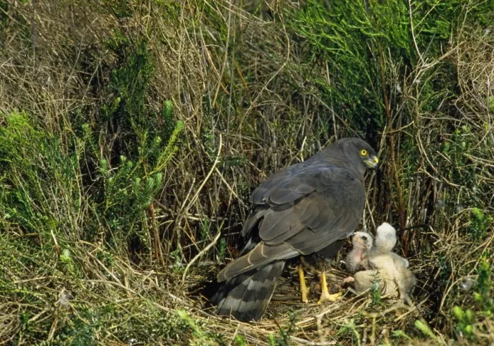 Framed Print : Black Harrier - at nest with chicks Framed Print : Black Harrier - at nest with chicks