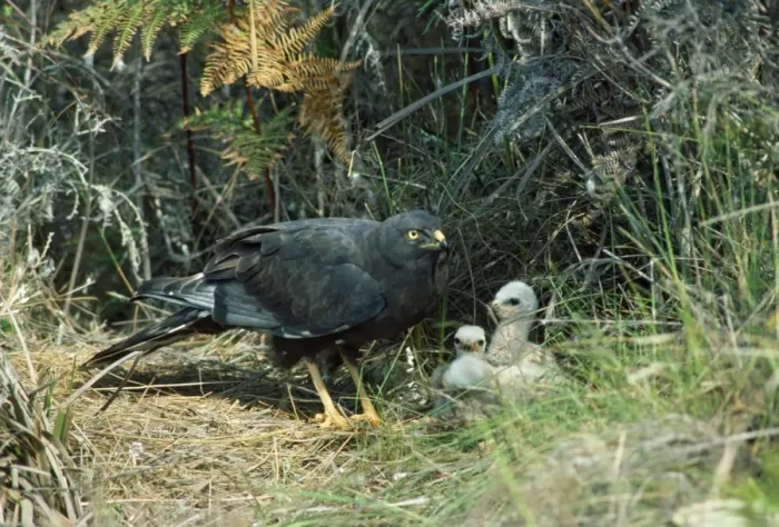 Framed Print : Black Harrier - at nest with chicks - South Africa Framed Print : Black Harrier - at nest with chicks - South Africa