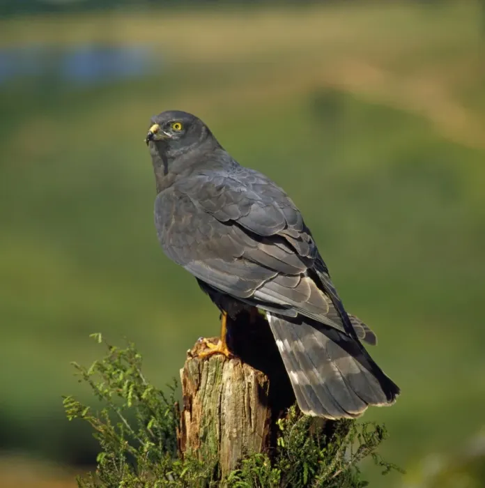 Framed Print : Black Harrier - perched on tree stump Framed Print : Black Harrier - perched on tree stump