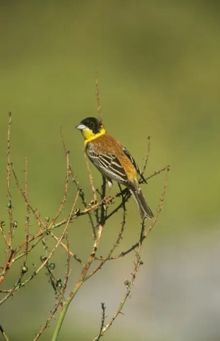 Framed Print : Black-headed Bunting Framed Print : Black-headed Bunting
