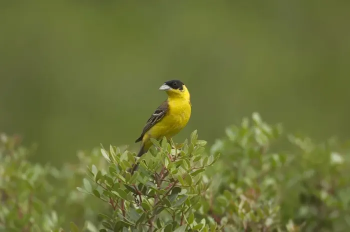 Framed Print : Black-headed Bunting - adult male, summer Southern Turkey May