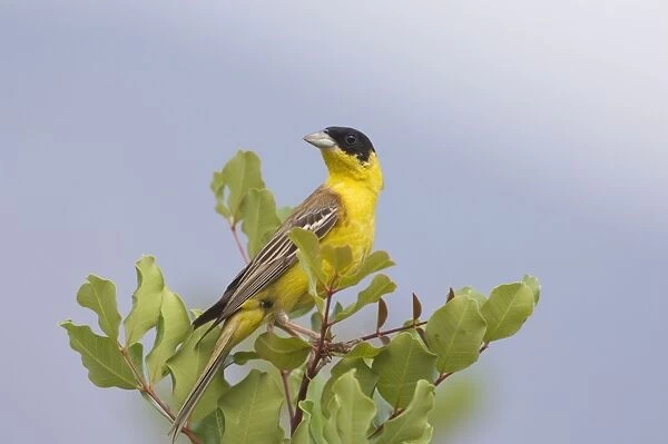 Black-headed Bunting - adult male, May. Southern Turkey