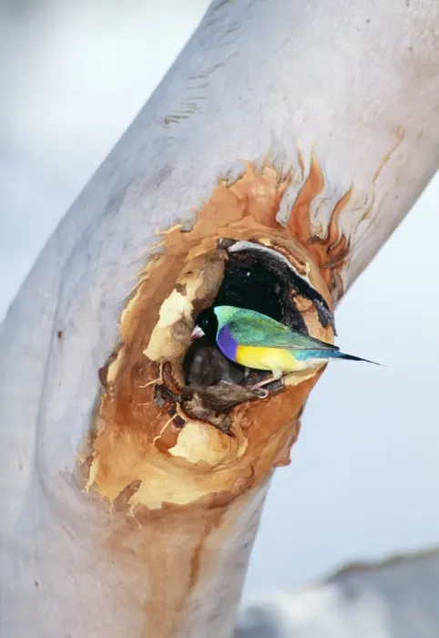 Framed Print : Black-headed Gouldian Finch - at nest entrance in Salmon Gum Tree Katherine Gorge National Park Framed Print : Black-headed Gouldian Finch - at nest entrance in Salmon Gum Tree Katherine Gorge National Park